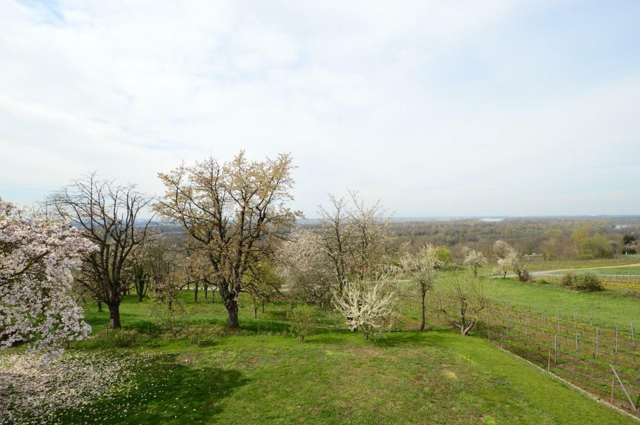 Ferienwohnung Rheinblick Bad Bellingen Luaran gambar